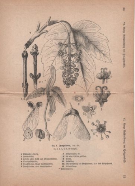 1891 - alter Druck, Holzschnitt - Bergahorn